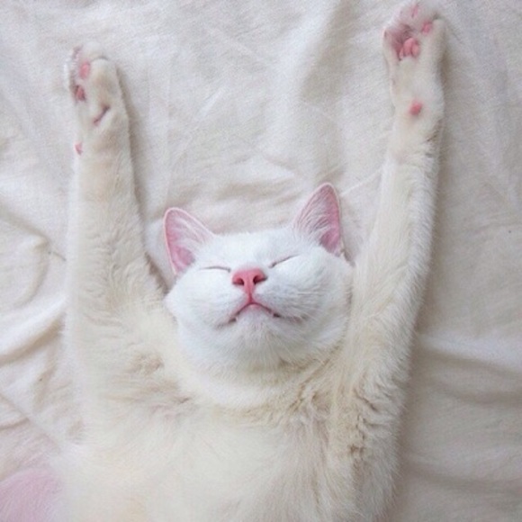 Meet your Posher, Bim - Picture 1 of 1